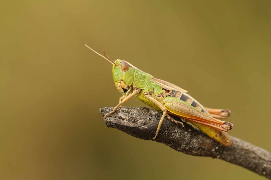 Guide to grasshoppers and bush-crickets: common UK species and how to identify them