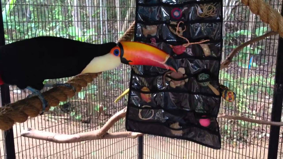 Toucan Enrichment - Jewelry Organizer by ToucanLadyBVI (7 years ago)