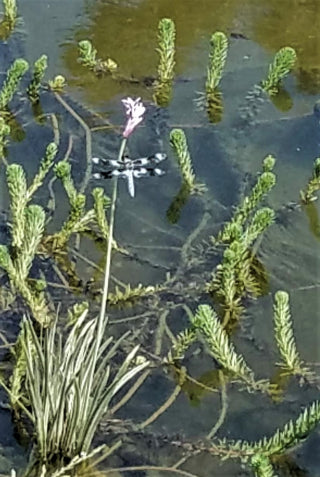 Finding the bright side ...