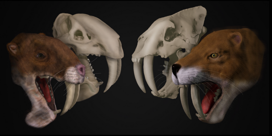 International collaboration draws new conclusions about ‘convergent evolution’ of saber-tooth cats