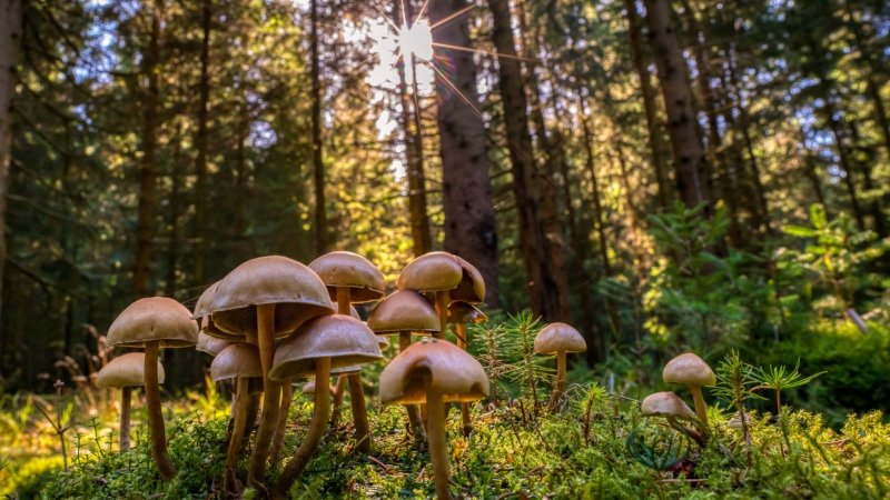 Why It’s Time To Include Fungi in Global Conservation Goals