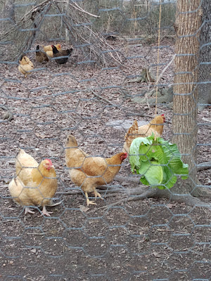 Chicken Enrichment, A Pretty Puzzle & Solar Progress