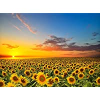 SweatDance Sunflowers in The Field 500-Piece Jigsaw Puzzle only $7.00
