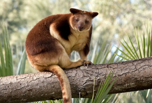 Giant tree-kangaroos once lived in unexpected places all over Australia, according to major new analysis