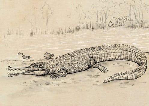 Prehistoric 'river boss’ is the largest extinct croc species ever discovered in Australia