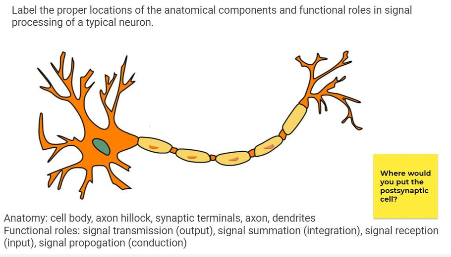 Using Google Jamboard for Collaborative Online Learning in Human Physiology