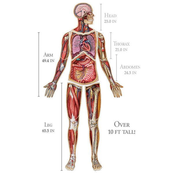 Dr. Livingston’s Anatomy Jigsaw Puzzles - Set of 7